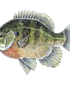 Bluegill