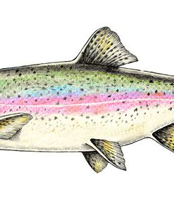 Rainbow Trout