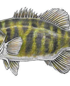 Smallmouth Bass