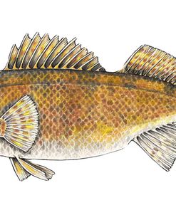 Walleye
