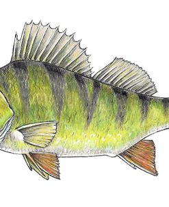 Yellow Perch