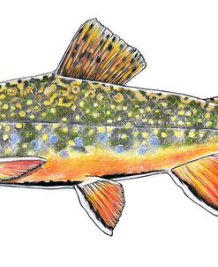 Brook Trout