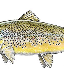 Brown Trout