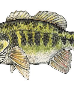 Largemouth Bass