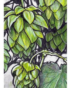 Hops Flowers