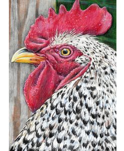 Ray Ray the Rooster