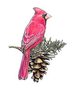 Red Cardinal and Pinecone