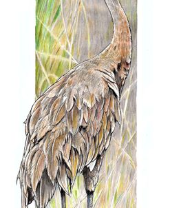 Sandhill Crane