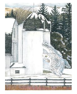 Snowy Owl DH Day Barn