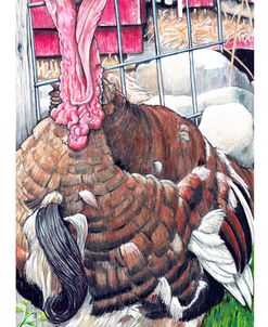 Tom Turkey