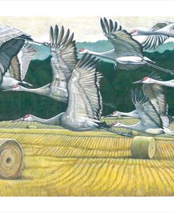 Sandhill Cranes Hayfield 2
