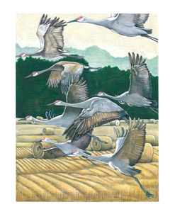 Sandhill Cranes Hayfield 3