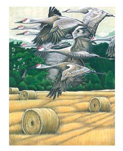 Sandhill Cranes Hayfield 1