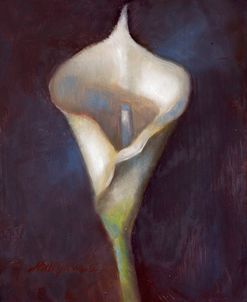 Calla Lily