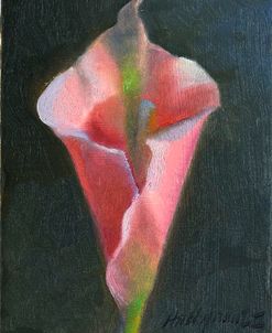 Pink Cala Lily