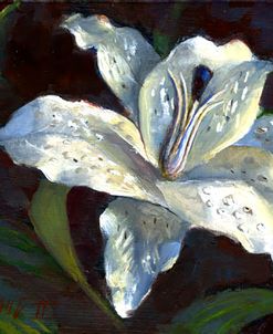 White Lily