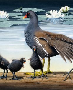 Common Gallinule With Chicken And Water-Lilies