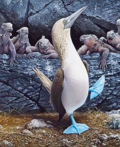 Blue Footed Boobies