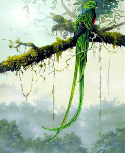 Resplendent Quetzal