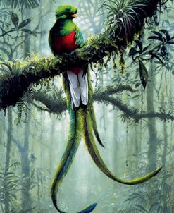 Resplendent Quetzal 2