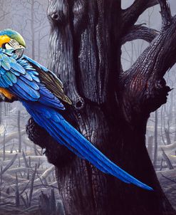 Blue And Yellow Macaw In Burned Forest