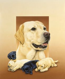 Labradors