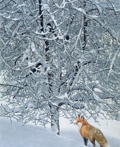 Fox In Snow