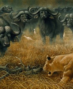 Lioness And Cape Buffalos