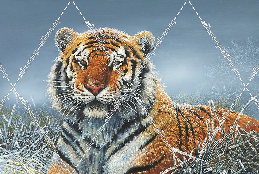 Tiger In Snow