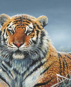 Tiger In Snow