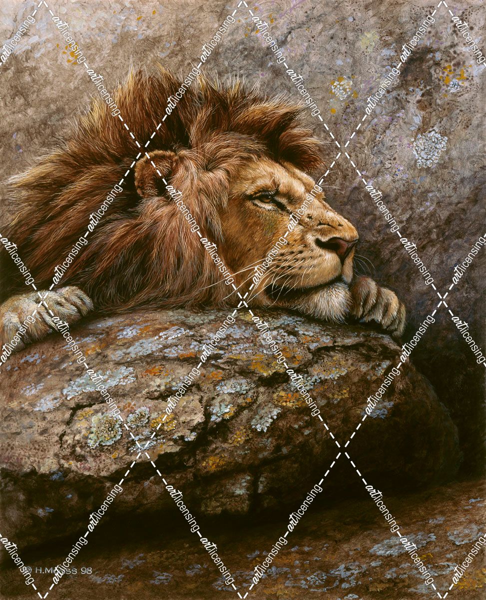 Lion Male 2