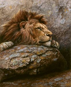 Lion Male 2