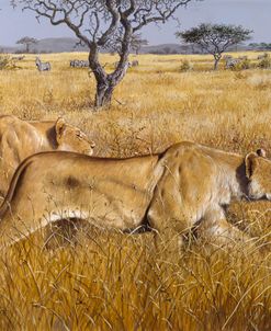 Hunting Lions
