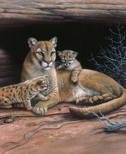 Mountain Lions