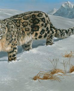 Snow Leopard