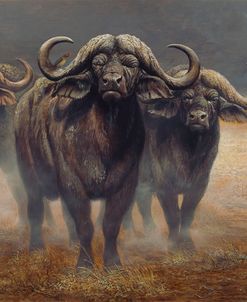 Cape Buffalos