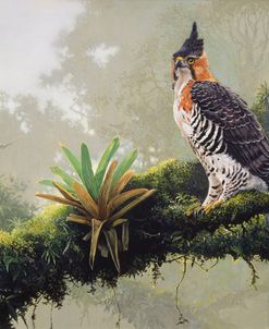 Ornate Hawk – Eagle