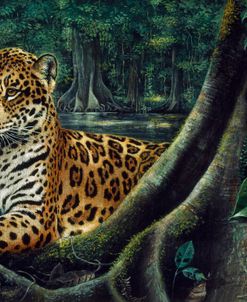 Jaguar By The River