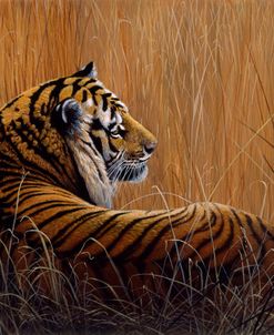 Tiger In Grass