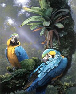 Blue And Yellow Macaws