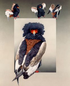 Bateleur ( African Eagle )