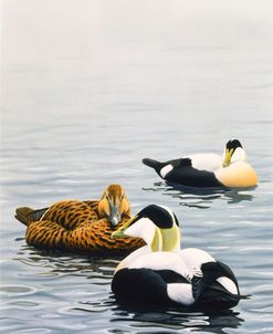 Common Eider