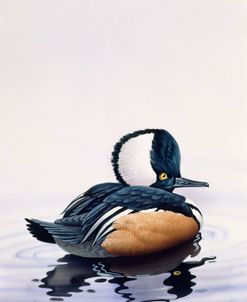 Hooded Merganser