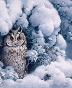 Long-Eared Owl