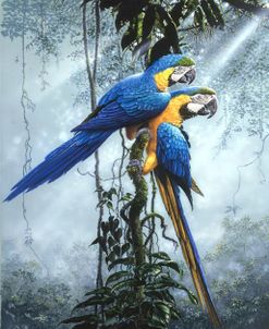 Blue And Yellow Macaws 2