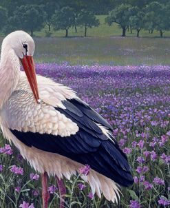 White Stork