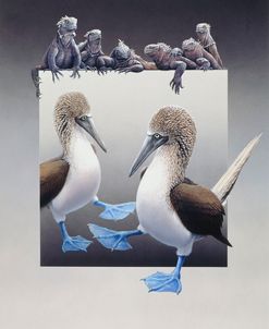 Bluefooted Boobies And Marine Iguanas