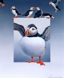 Puffins