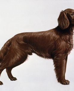 Irish Setters