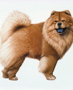 Chow Chow